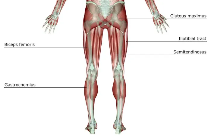 Framed Print : anatomy, back view, biceps femoris, gastrocnemius, gluteus maximus, gracilis, human Framed Print : anatomy, back view, biceps femoris, gastrocnemius, gluteus maximus, gracilis, human