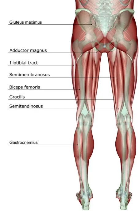 Framed Print : anatomy, back view, biceps femoris, gluteus maximus, gracilis, human, illustration Framed Print : anatomy, back view, biceps femoris, gluteus maximus, gracilis, human, illustration