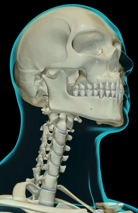 Framed Print : anatomy, below view, black background, bone, bone structure, bone structure of the head Framed Print : anatomy, below view, black background, bone, bone structure, bone structure of the head