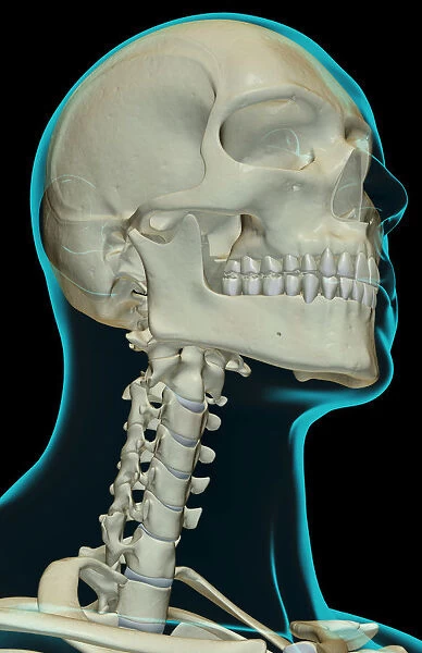 anatomy, below view, black background, bone, bone structure, bone structure of the head