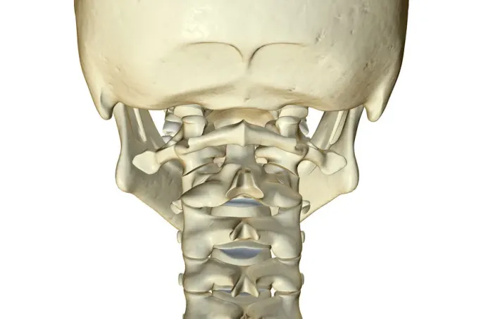 Framed Print : anatomy, back view, bone, bone structure, bone structure of the neck, bones, bones of the neck Framed Print : anatomy, back view, bone, bone structure, bone structure of the neck, bones, bones of the neck