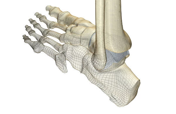 anatomy, back view, bone, bone structure, bone structure of the foot, bones, bones of the foot