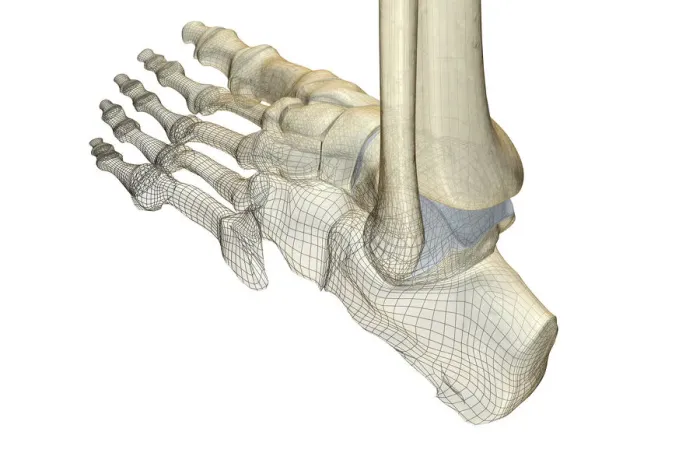 Framed Print : anatomy, back view, bone, bone structure, bone structure of the foot, bones, bones of the foot Framed Print : anatomy, back view, bone, bone structure, bone structure of the foot, bones, bones of the foot