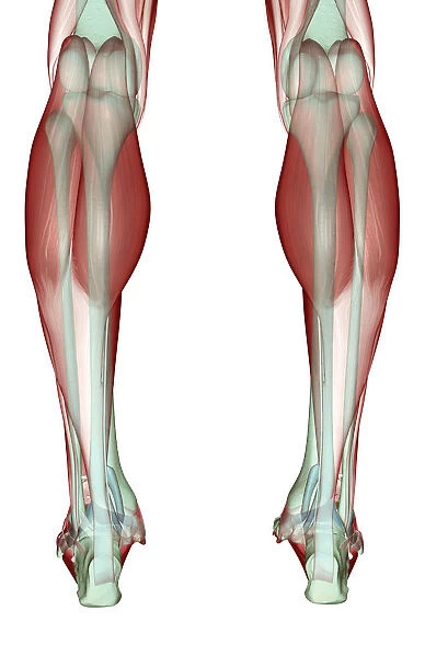 anatomy, back view, calcaneal tendon, gastrocnemius, human, illustration, leg muscles