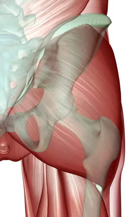 Framed Print : anatomy, back view, close-up view, gluteus maximus, hip, hip muscles, human, illustration