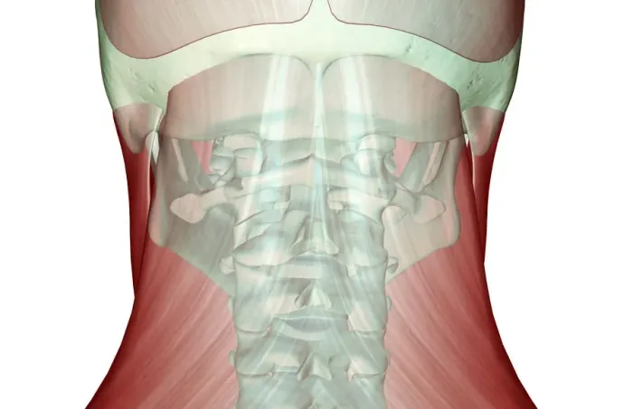 Framed Print : anatomy, back view, close-up view, human, illustration, muscles, muscles of the neck Framed Print : anatomy, back view, close-up view, human, illustration, muscles, muscles of the neck