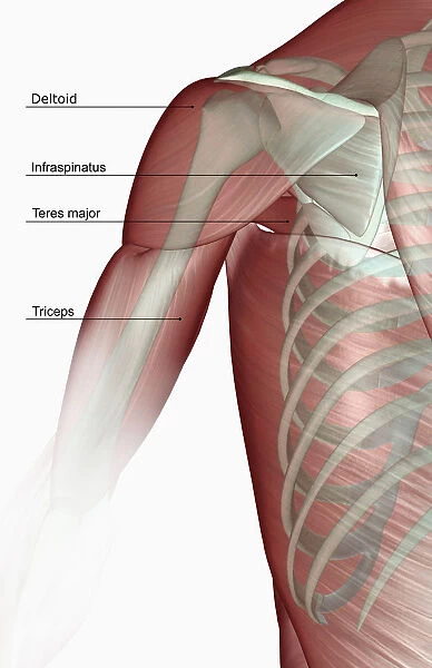 anatomy, back view, deltoid, human, illustration, labeled, muscles, muscles of the shoulder