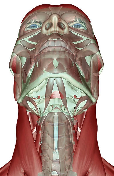 anatomy, below view, digastric, front view, human, illustration, muscles, muscles of the neck