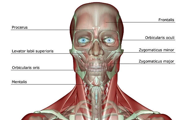 anatomy, front view, frontalis, head, head muscles, human, illustration, labeled