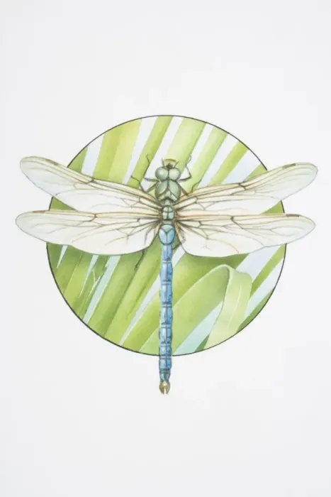 Framed Print : Anax imperator, Emperor Dragonfly Framed Print : Anax imperator, Emperor Dragonfly