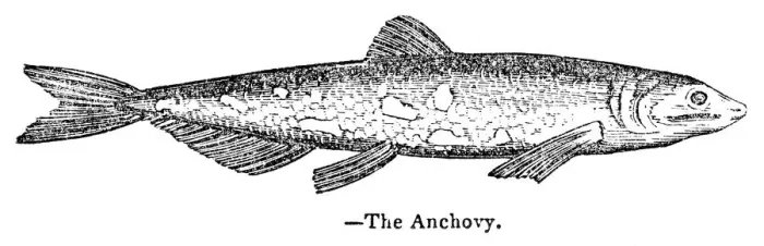 Framed Print : Anchovy engraving 1893 Framed Print : Anchovy engraving 1893
