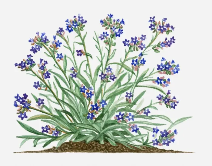 Framed Print : Anchusa officinalis (Common Bugloss or Alkanet) with blue flowers and green leaves on long stems Framed Print : Anchusa officinalis (Common Bugloss or Alkanet) with blue flowers and green leaves on long stems