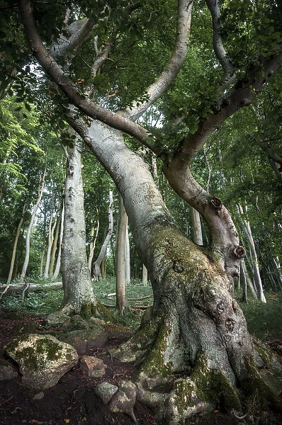 Ancient Beech -Fagus- in a forest, Jasmund National Park, Rugen, Mecklenburg-Western Pomerania, Germany