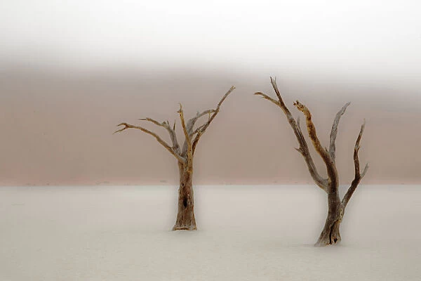 Ancient camel thorn trees (Vachellia erioloba) in fog in Dead Vlei, Sossusvlei, Namib-Naukluft National Park, Namib Desert, Namibia