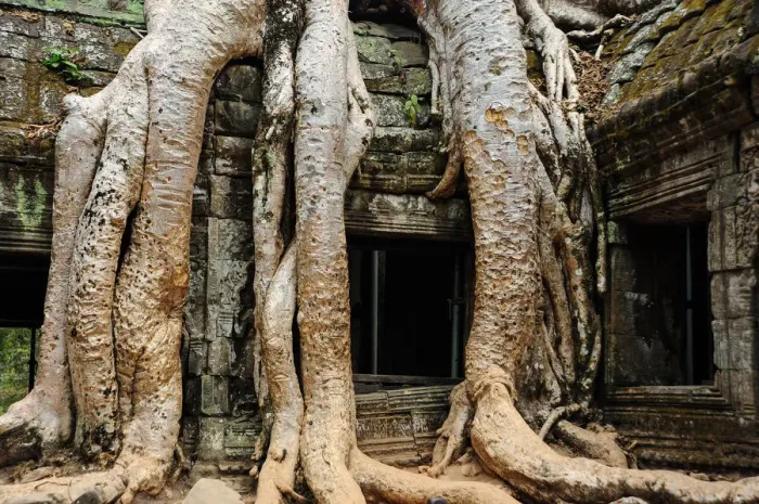 Framed Print : Ancient Civilisation, Colour Image, Siemreap Temple Complex, Stone - Material, Traditionally Framed Print : Ancient Civilisation, Colour Image, Siemreap Temple Complex, Stone - Material, Traditionally