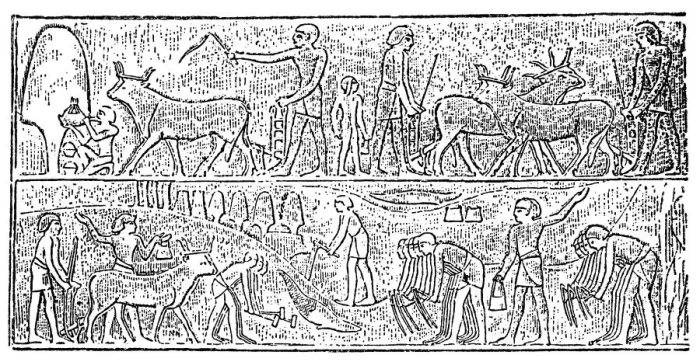 Framed Print : Ancient Egypt agriculture Framed Print : Ancient Egypt agriculture