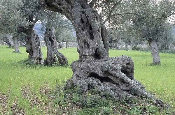 Ancient olive trees (Olea europaea), Majorca, Spain, Europe