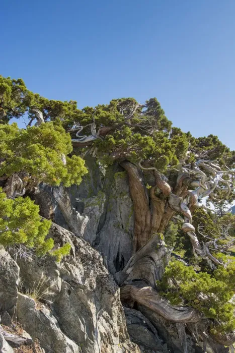 Framed Print : Ancient Sierra Juniper (Eriogonum incanum), Lake Tahoe region, California, USA