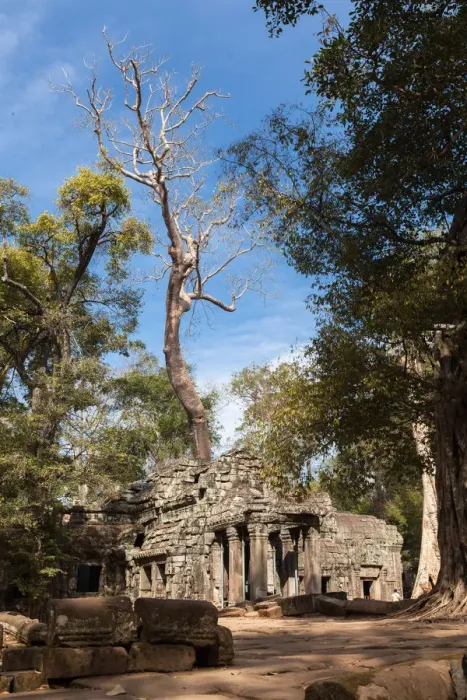 Framed Print : The Ancient Ta Prohm Temple in the Rain Forest Framed Print : The Ancient Ta Prohm Temple in the Rain Forest