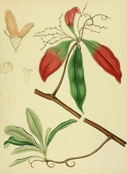 Ancistroclidus vahlii, native to Southeast Asia, Sri Lanka, digitally restored historical colour print from 1893
