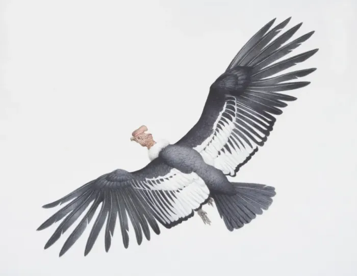 Framed Print : Andean condor, Vultur gryphus, large black and white wings with a turkey like head Framed Print : Andean condor, Vultur gryphus, large black and white wings with a turkey like head