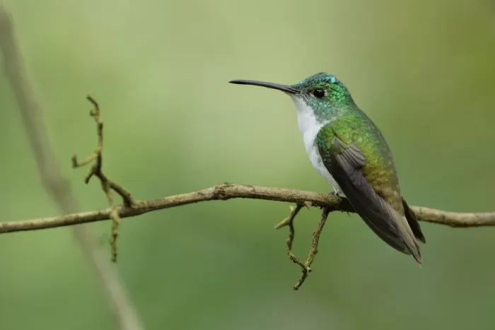 Framed Print : Andean Emerald (Amazilia franciae)
