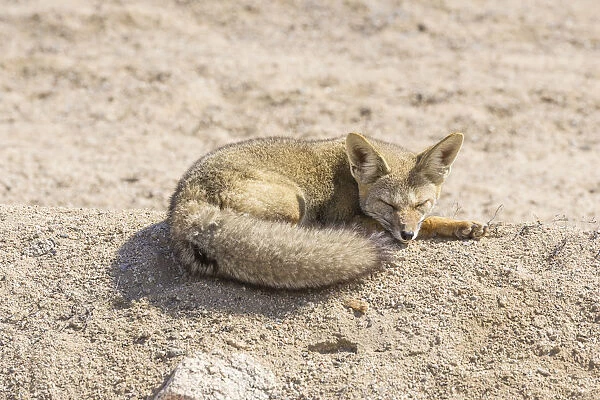 Andean Fox or Culpeo -Lycalopex culpaeus-, Atacama Region, Chile