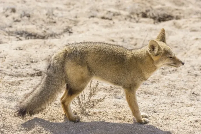Framed Print : Andean Fox or Culpeo -Lycalopex culpaeus-, Atacama Region, Chile Framed Print : Andean Fox or Culpeo -Lycalopex culpaeus-, Atacama Region, Chile