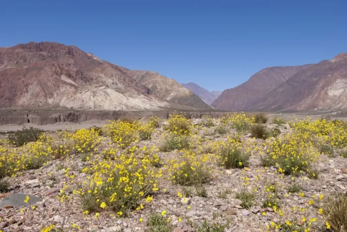 Framed Print : The Andes against a perfect blue sky, with yellow wildflowers in the foreground Framed Print : The Andes against a perfect blue sky, with yellow wildflowers in the foreground