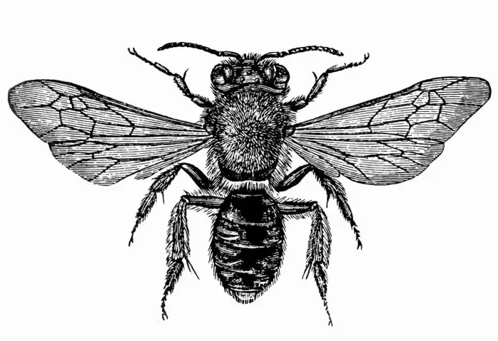 Framed Print : Andrena bee ( Andrenidae) Framed Print : Andrena bee ( Andrenidae)