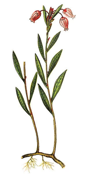 Andromeda polifolia, common name bog-rosemary