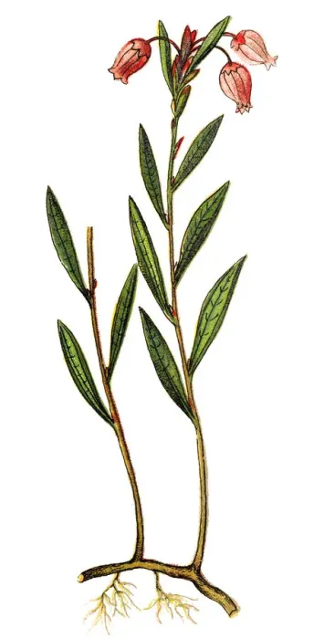 Framed Print : Andromeda polifolia, common name bog-rosemary Framed Print : Andromeda polifolia, common name bog-rosemary