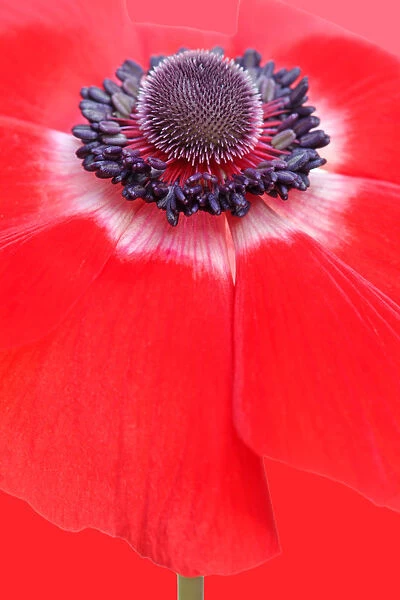 Anemone. Red anemone