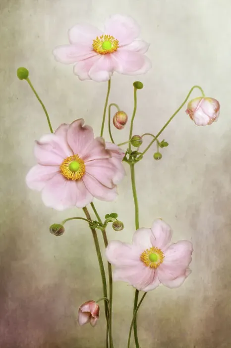 Framed Print : Anemone. Japanese Anemone still life Framed Print : Anemone. Japanese Anemone still life