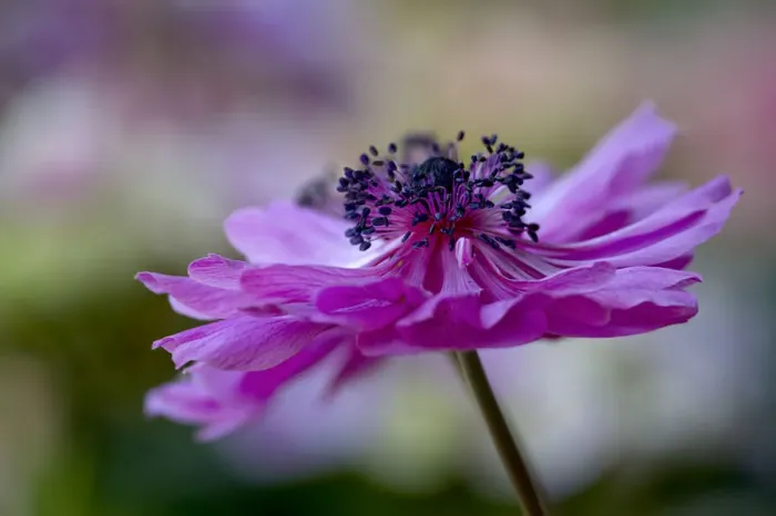 Framed Print : Anemone (Anemone) flower Framed Print : Anemone (Anemone) flower