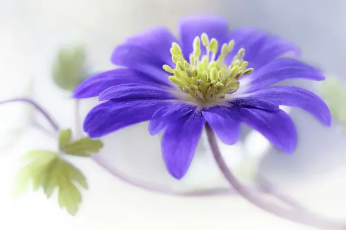 Framed Print : Anemone Blanda