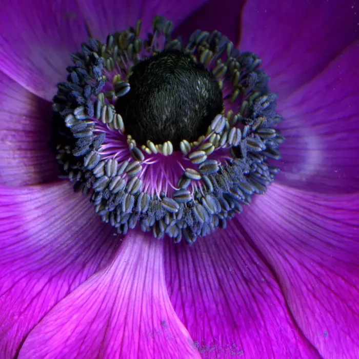 Framed Print : Anemone Coronaria Framed Print : Anemone Coronaria