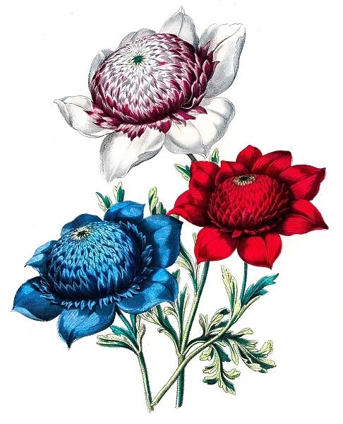 Anemone flower engraving 1853