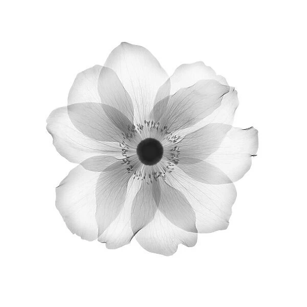 Anemone flower head, X-ray