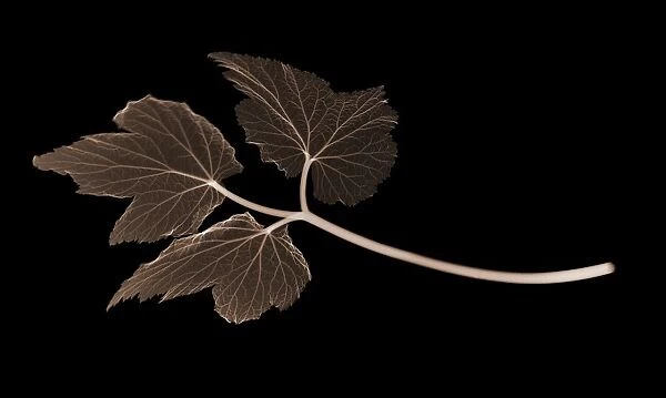 Anemone leaf (Anemone coronaria), X-ray