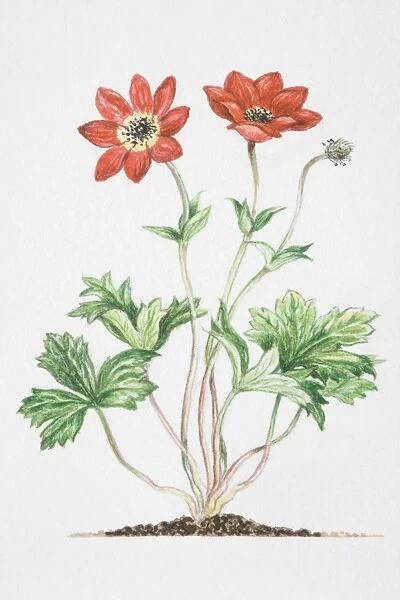 Anemone pavonina, red flowers on slender stalks, with bracts further down stalk at a distance from flowers, and three lobed leaves