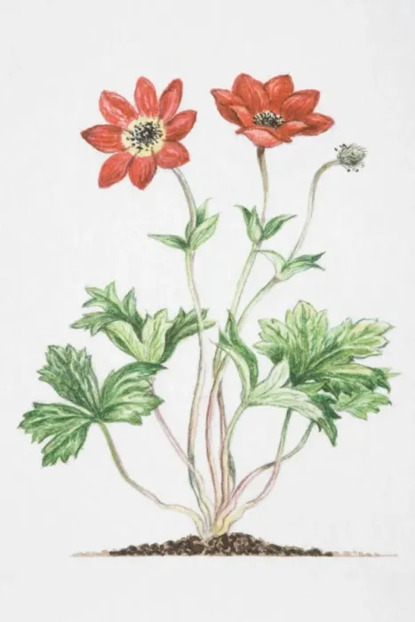 Framed Print : Anemone pavonina, red flowers on slender stalks, with bracts further down stalk at a distance from flowers, and three lobed leaves