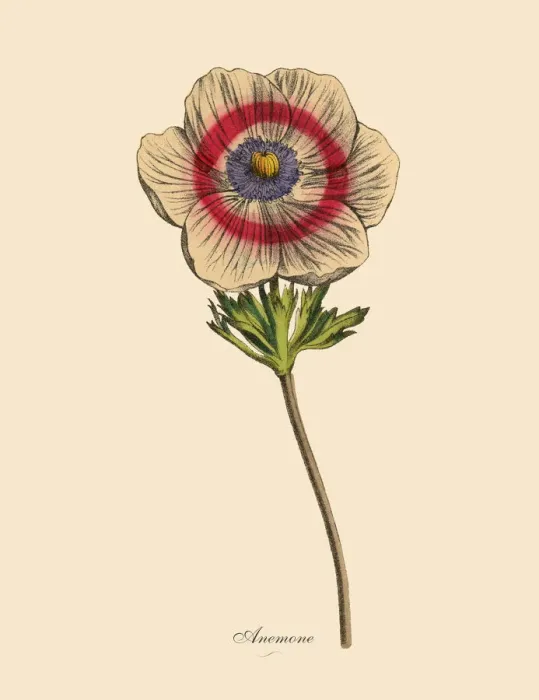 Framed Print : Anemone Plants, Victorian Botanical Illustration Framed Print : Anemone Plants, Victorian Botanical Illustration
