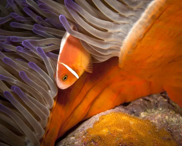 Framed Print : Anemonefish with Eggs Framed Print : Anemonefish with Eggs