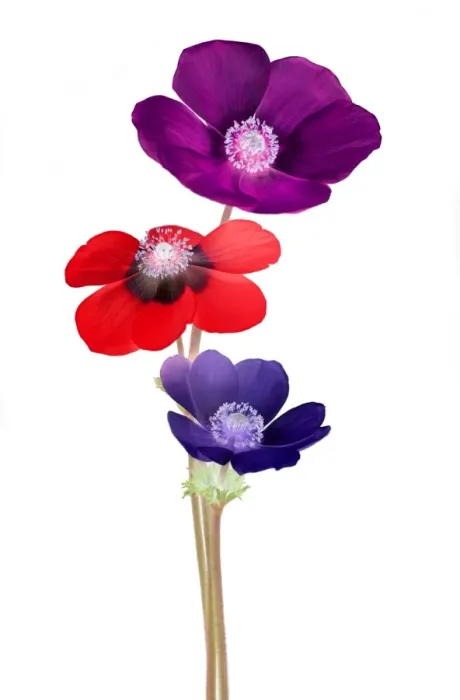 Framed Print : Anemones, inverted and hue readjusted Framed Print : Anemones, inverted and hue readjusted