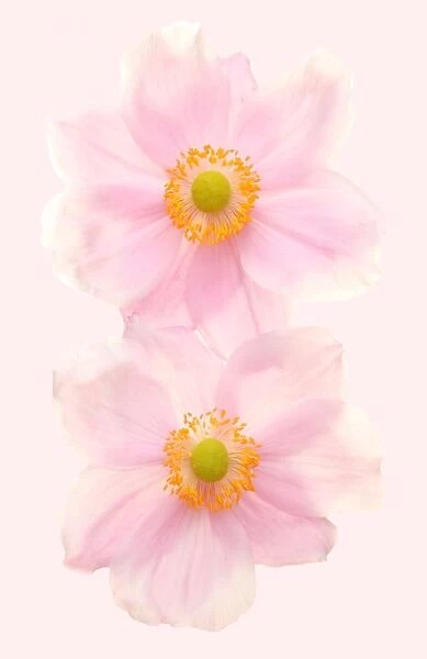 Anemones. Pink Japanese anemones