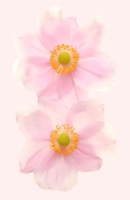 Framed Print : Anemones. Pink Japanese anemones Framed Print : Anemones. Pink Japanese anemones