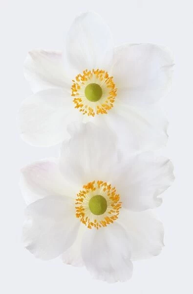 Anemones. White Japanese anemones