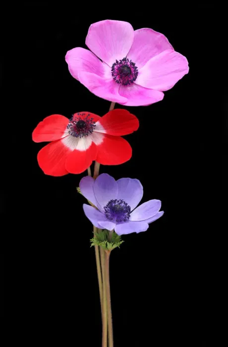 Framed Print : Anemones on a black background Framed Print : Anemones on a black background