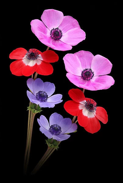 Anemones on a black background
